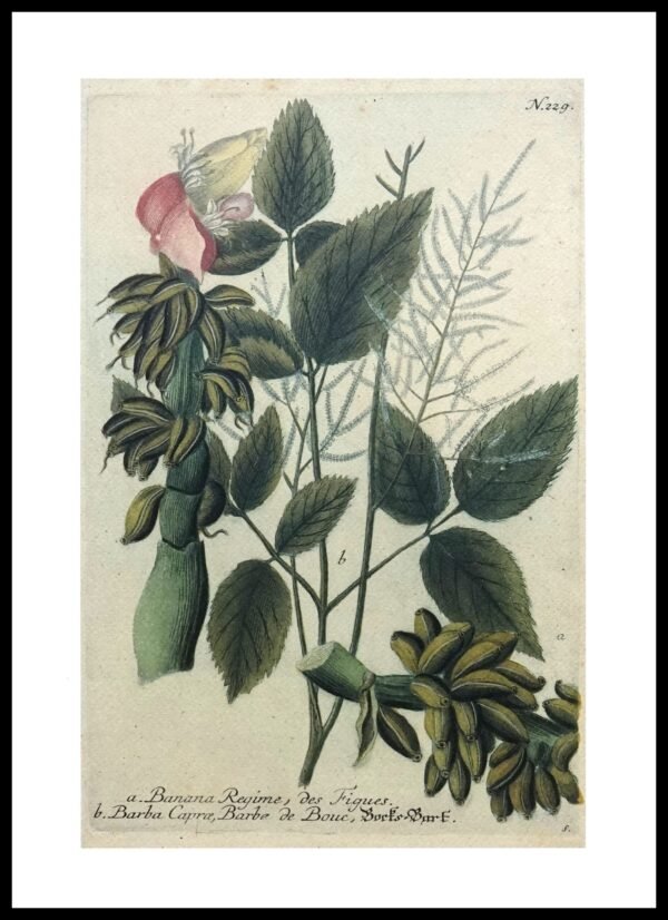 DNA WJP105 Banana Regine